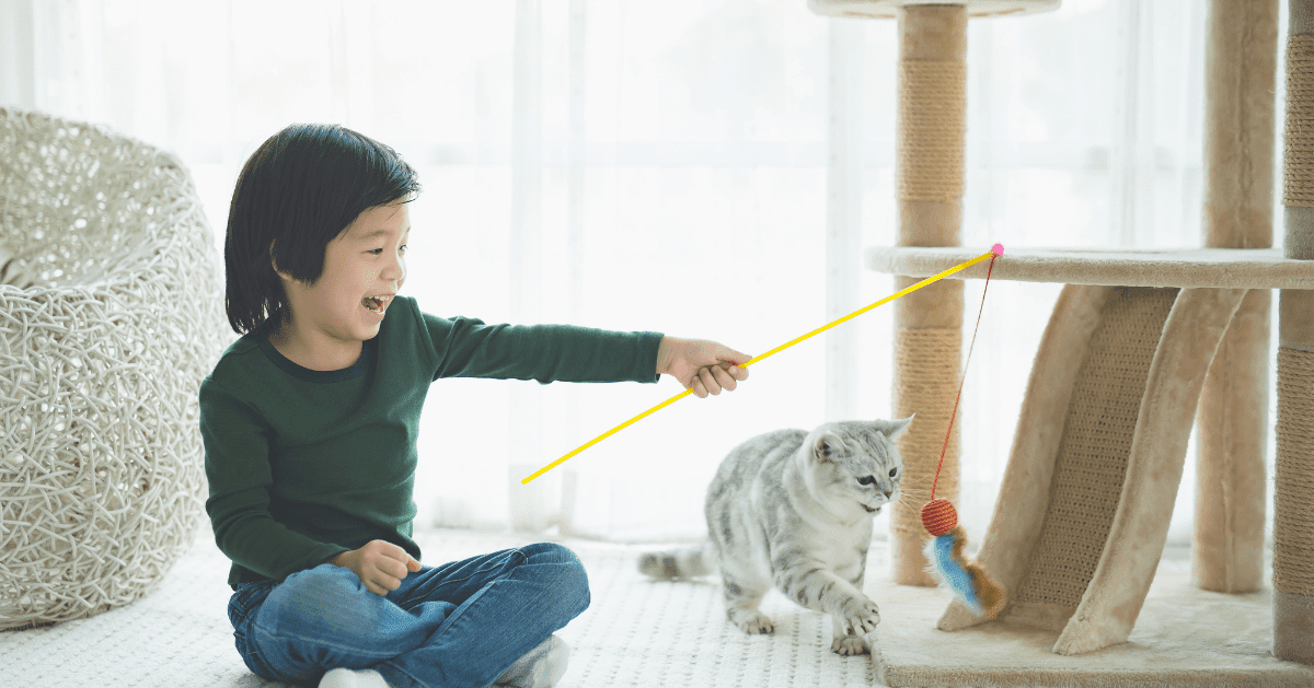 How to Play with Your Cat 5 Fun Activities!